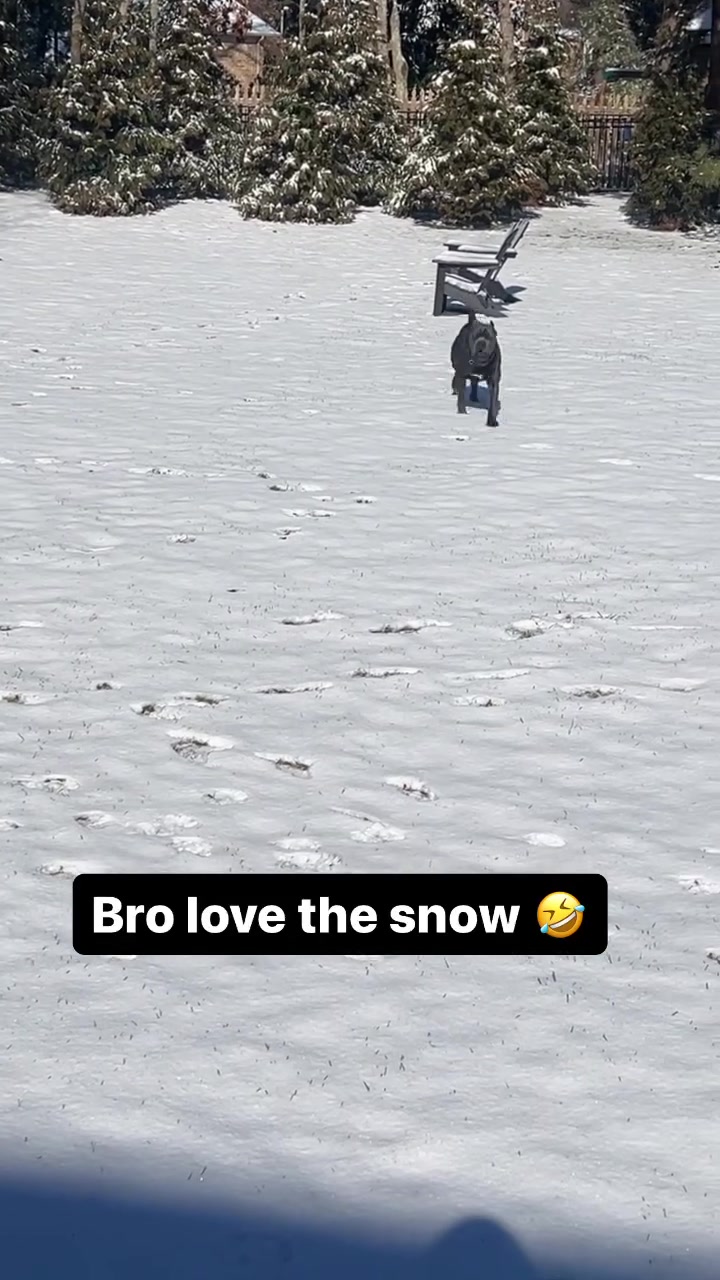 马克西晒爱犬在雪中玩耍视频！懂狗狗的吧友来看看，这是什么狗呀？看上去有点小凶！