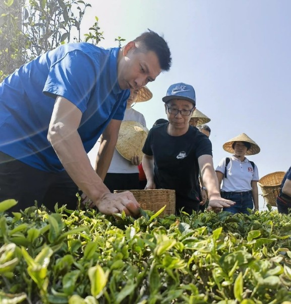 茶叶佬上线！易建联参观大益茶勐海茶厂&亲自采茶制茶