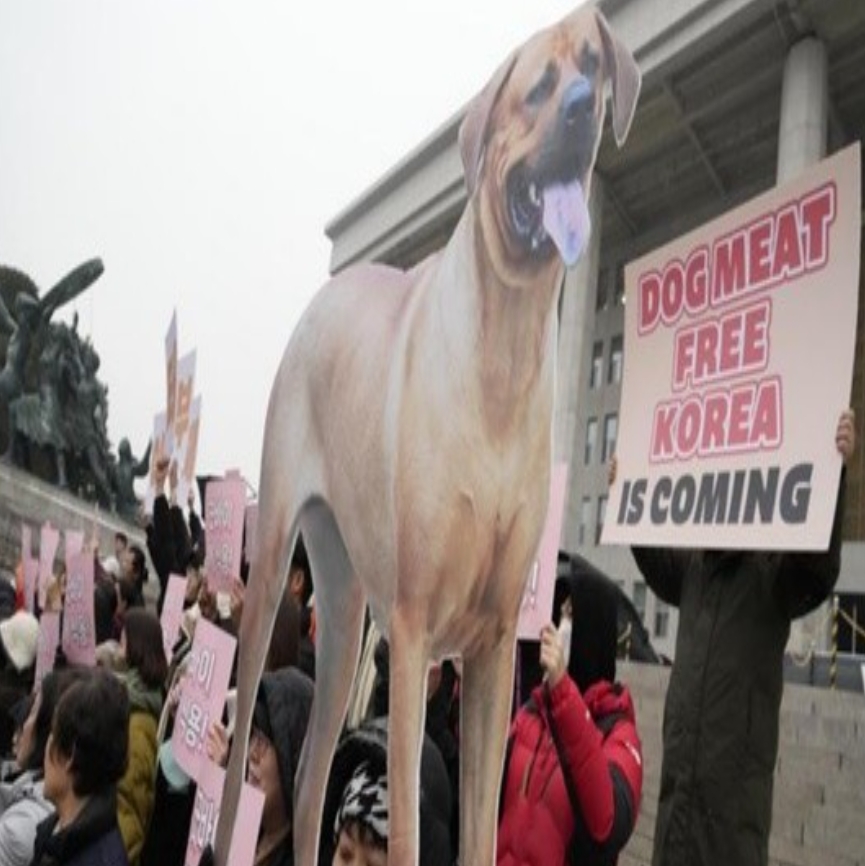 KRDOG有救咯！韩国禁食狗肉法正式实施：个人屠宰狗肉将被监禁3年